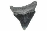 Serrated, Juvenile Megalodon Tooth - South Carolina #289252-1